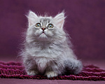 Кошки в Барнауле: Кошечка Юлиана💖 Девочка, Бесплатно - фото 1