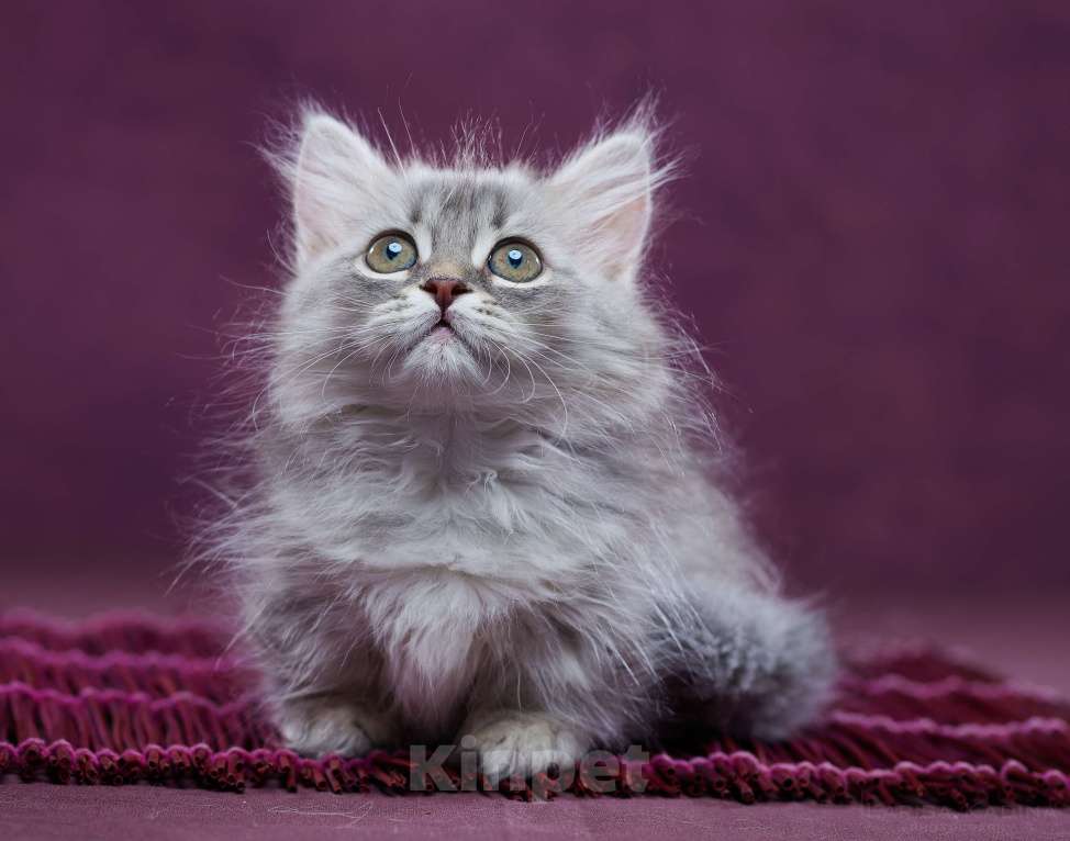 Кошки в Барнауле: Кошечка Юлиана💖 Девочка, Бесплатно - фото 1
