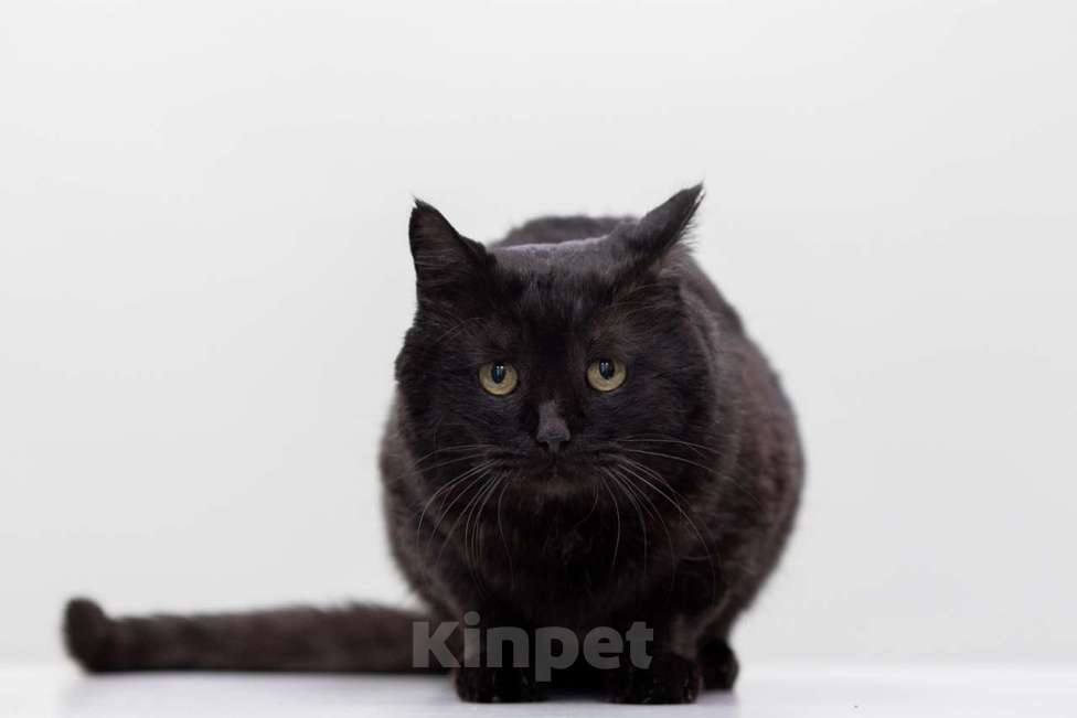 Кошки в Москве: кот Бегемот Мальчик, Бесплатно - фото 4