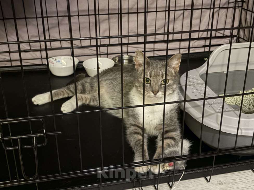 Кошки в Санкт-Петербурге: Кошка из приюта в добрые руки Девочка, Бесплатно - фото 10