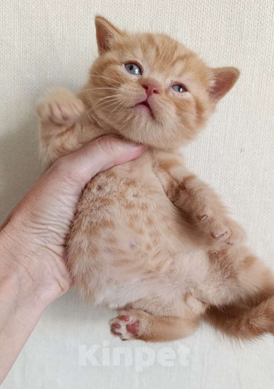 Кошки в Санкт-Петербурге: Рыжее счастье. Британский котик Мальчик, 50 000 руб. - фото 4