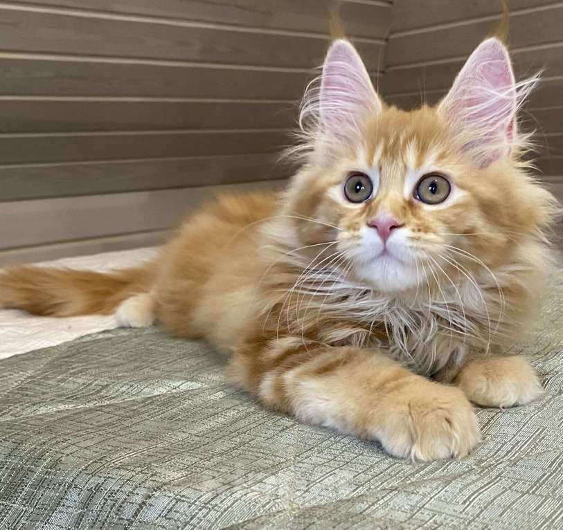 Кошки в Москве: Мейн кун котята Мальчик, 50 000 руб. - фото 3