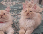 Кошки в Мытищах: Котята менкун Девочка, 15 000 руб. - фото 2