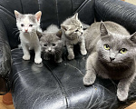 Кошки в Щелково: Русские голубые котята отдам даром  Мальчик, Бесплатно - фото 7
