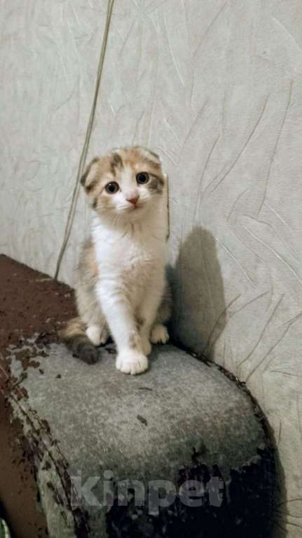 Кошки в Мытищах: Продаю котенка  Девочка, 1 000 руб. - фото 6