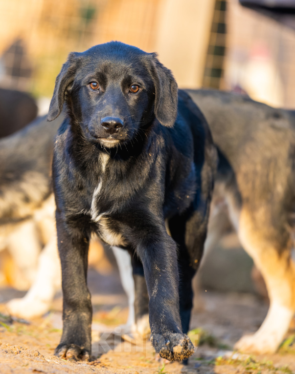 Собаки в Пушкино: Щенок Боря ищет дом Мальчик, Бесплатно - фото 1