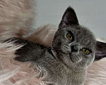 Кошки в Калининграде: Котята. Бурма. Питомник Европейской бурмы Девочка, 50 000 руб. - фото 1