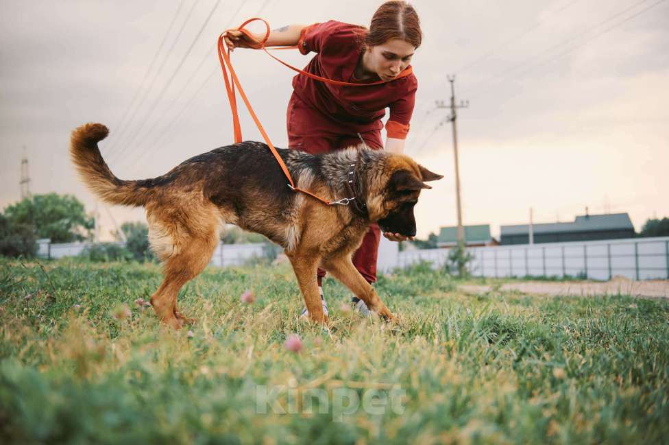 Собаки в Москве: Немецкая овчарка Земфира в приюте ищет дом Девочка, 10 руб. - фото 6