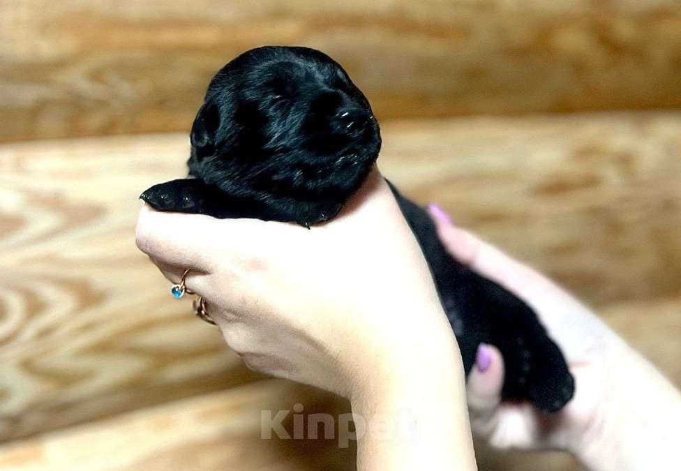 Собаки в Ижевске: Щенок лабрадора ретривера Девочка, 40 000 руб. - фото 1