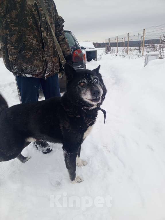 Собаки в других городах Ярославской области: Найден кобель Мальчик, Бесплатно - фото 4