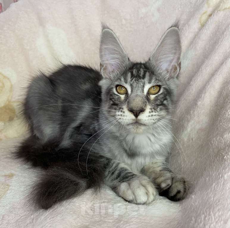 Кошки в Дмитрове: Черный серебристый мраморный мальчик мейн кун Zhak Мальчик, 30 000 руб. - фото 6