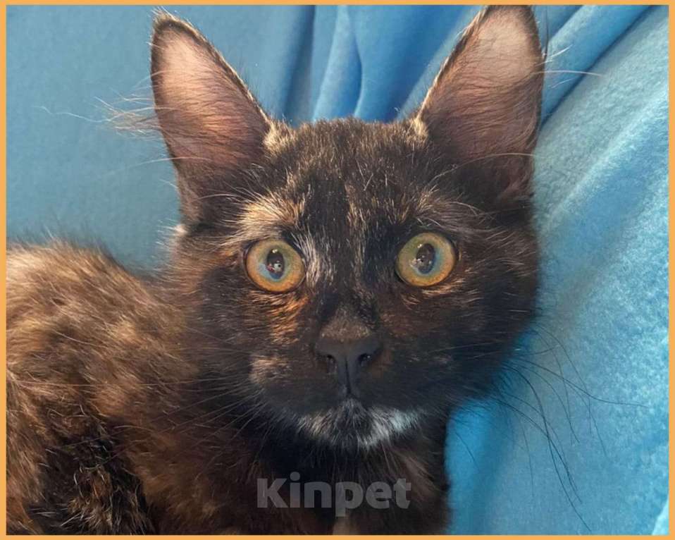 Кошки в Москве: Суперласковая котенок-девочка Саманта в добрые руки Девочка, Бесплатно - фото 5