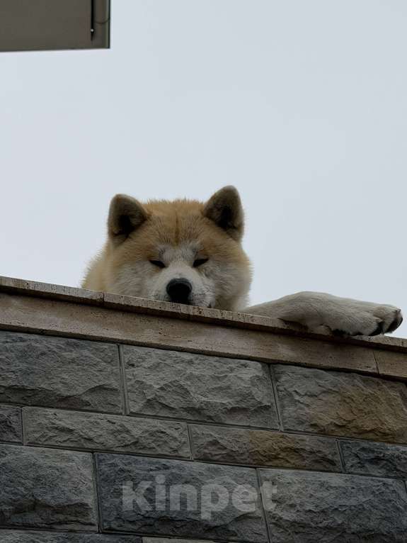 Собаки в других городах Ставропольского края: Продаю щенков Акита Ину Девочка, Бесплатно - фото 9