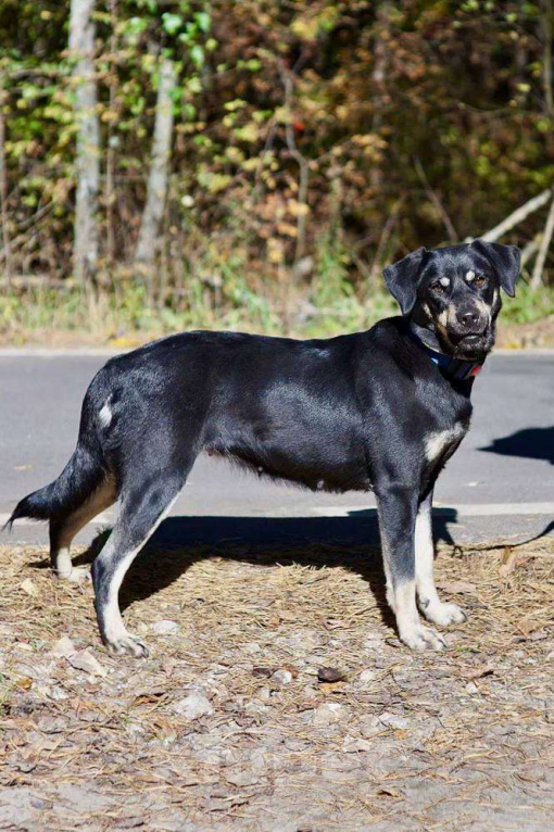 Собаки в Москве: Чудесная Ласточка в поиске дома. Девочка, Бесплатно - фото 7