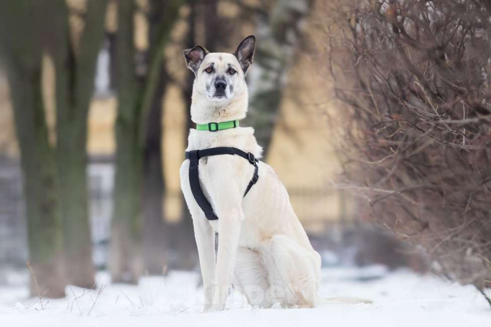 Собаки в Москве: собака Шая в добрые руки Девочка, Бесплатно - фото 3