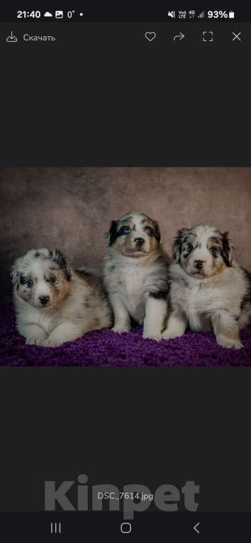 Собаки в Санкт-Петербурге: Щенок австралийской овчарки голубой мрамор. Родился 15.10.2025. Метрика РКФ Мальчик, Бесплатно - фото 2