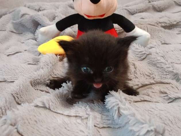 Кошки в Барнауле: Тусси Девочка, 15 000 руб. - фото 2