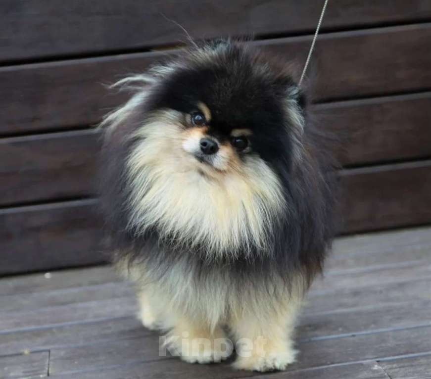 Собаки в Москве: Померанский шпиц мальчик мини Мальчик, Бесплатно - фото 3