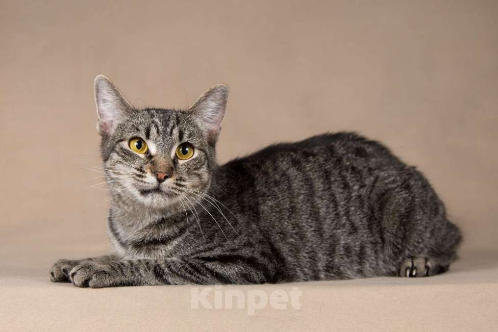 Кошки в Москве: Бетти - «дракон Ли».  Добрейшая полосатая кошечка в добрые руки. Девочка, Бесплатно - фото 4