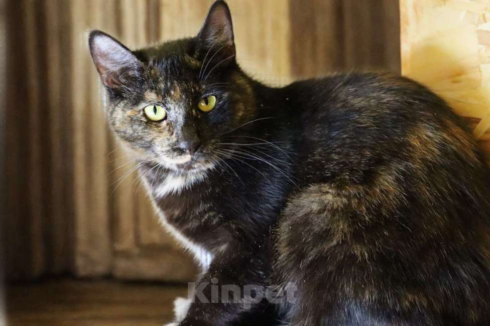 Кошки в Москве: Ищет дом очаровательная Вета Девочка, Бесплатно - фото 4