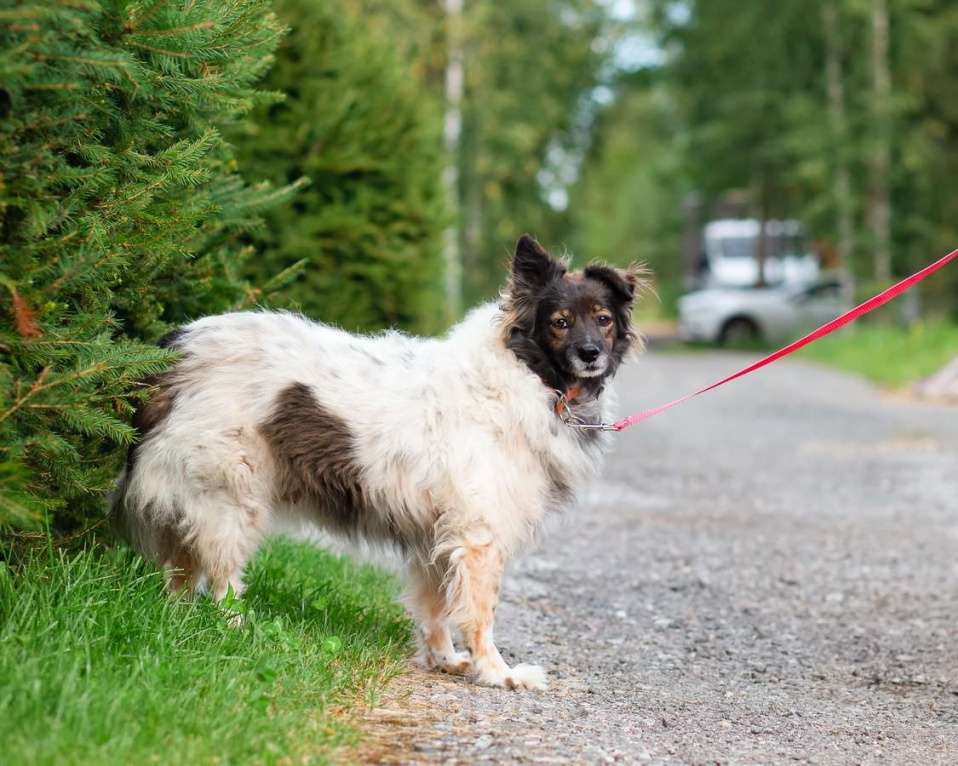 Собаки в Санкт-Петербурге: Хорошенькая диванная собачка Девочка, Бесплатно - фото 4
