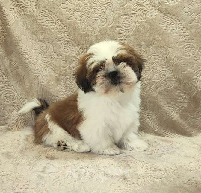 Собаки в Куровском: Щенки ши тцу Мальчик, 45 000 руб. - фото 3