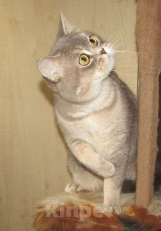 Кошки в Санкт-Петербурге: шотландские кошечки и котик Девочка, Бесплатно - фото 3