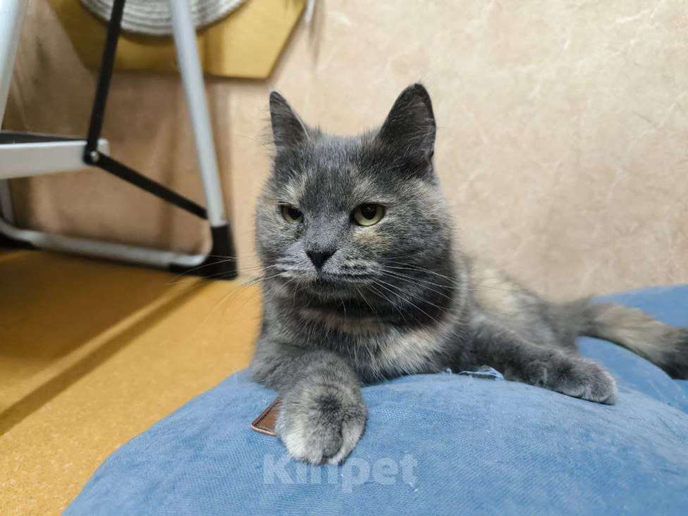Кошки в Москве: Ласковая кошечка в добрые руки Девочка, Бесплатно - фото 1