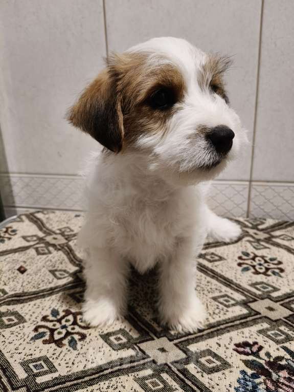 Собаки в Москве: Высокопородные щенки джек рассел терьера Мальчик, Бесплатно - фото 3