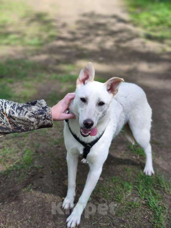 Собаки в Москве: Снежинка щенок Девочка, Бесплатно - фото 4