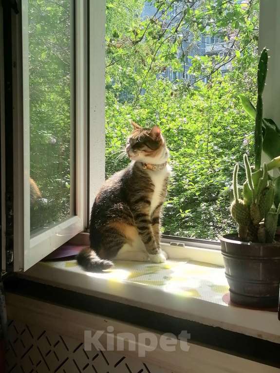 Кошки в Санкт-Петербурге: Потерялась  Девочка, Бесплатно - фото 3