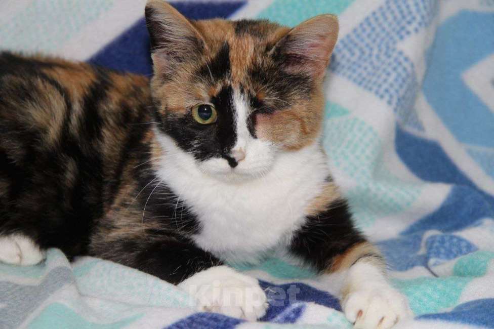 Кошки в Москве: Миниатюрная Джина Девочка, Бесплатно - фото 1