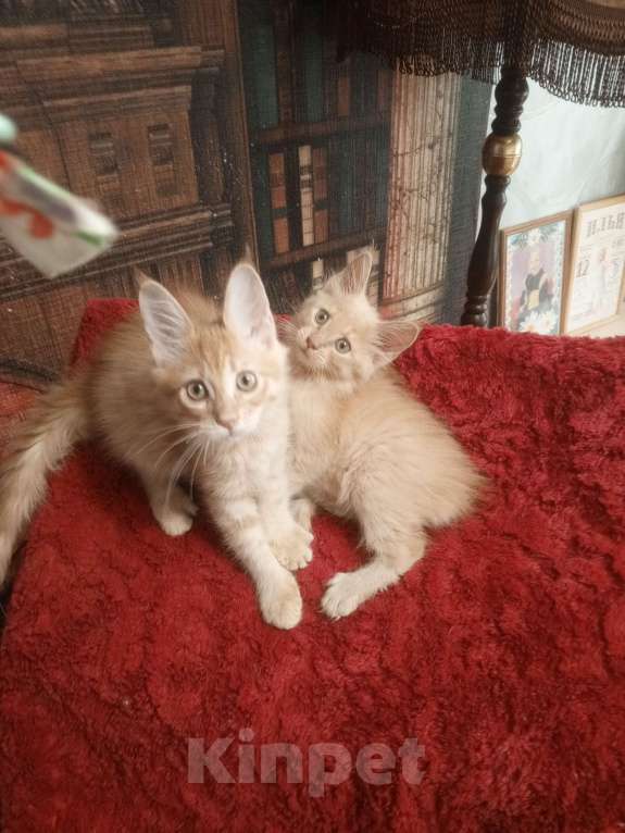 Кошки в Москве: пушистое счастье Мальчик, 20 000 руб. - фото 4