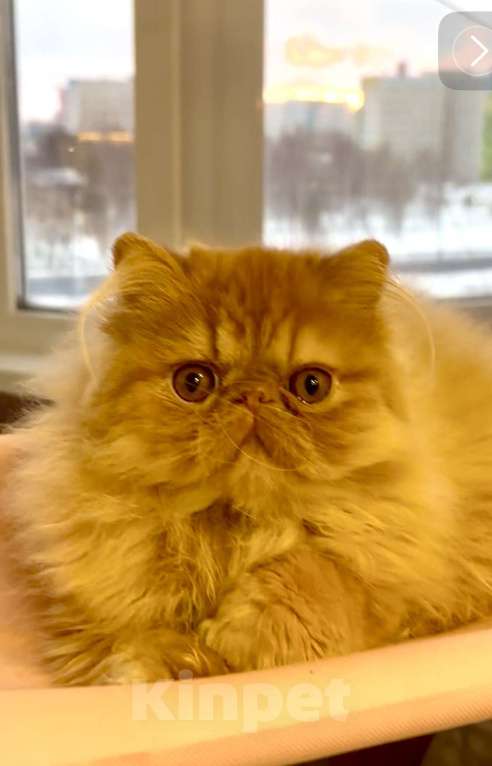 Кошки в Сургуте: Персидские котята  Мальчик, 25 000 руб. - фото 2