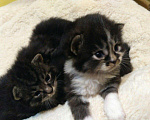 Кошки в Теберде: Кот ищет кошечку, кот на вязку, Бесплатно - фото 7