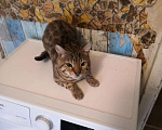 Кошки в Барнауле: Вязка., 3 000 руб. - фото 1