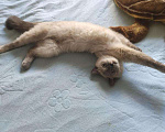 Кошки в Орлове: Вязка, 1 руб. - фото 3