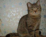 Кошки в Новокубанске: котята, 6 900 руб. - фото 1