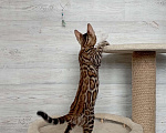 Кошки в Миассе: Бенгальский котенок Илья Муромец Мальчик, 35 000 руб. - фото 4