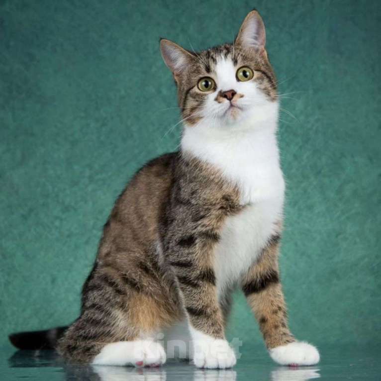 Кошки в Москве: Хозяева выкинули Куся из окна с 9 этажа 💔 Мальчик, Бесплатно - фото 2