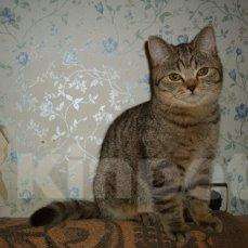 Кошки в Новокубанске: котята, 6 900 руб. - фото 1