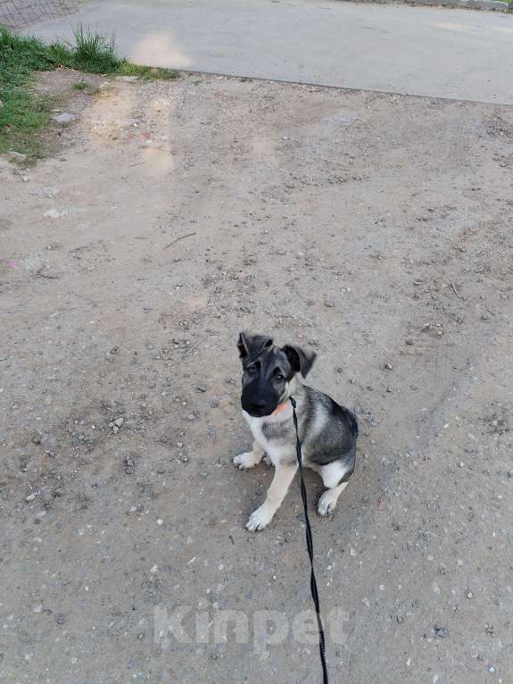 Собаки в других городах Московской области: Отдам щенка в добрые руки Мальчик, Бесплатно - фото 9