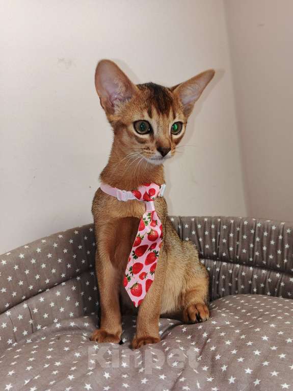 Кошки в Москве: Абиссинский котик красавчик из питомника Мальчик, 70 000 руб. - фото 7
