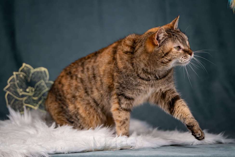 Кошки в Клине: Мадам — необычная кошечка Девочка, Бесплатно - фото 3