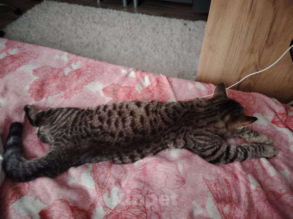 Кошки в Челябинске: Котенок/подросток мальчик Мальчик, Бесплатно - фото 4