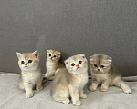 Кошки в Саратове: Шотландская голубая золотая шиншила Девочка, 18 000 руб. - фото 9