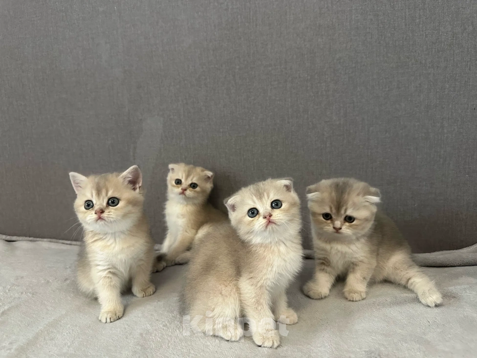 Кошки в Саратове: Шотландская голубая золотая шиншила Девочка, 18 000 руб. - фото 9