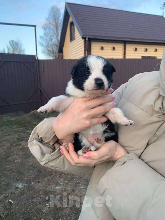 Собаки в других городах Ленинградской области: Аси Девочка, Бесплатно - фото 3