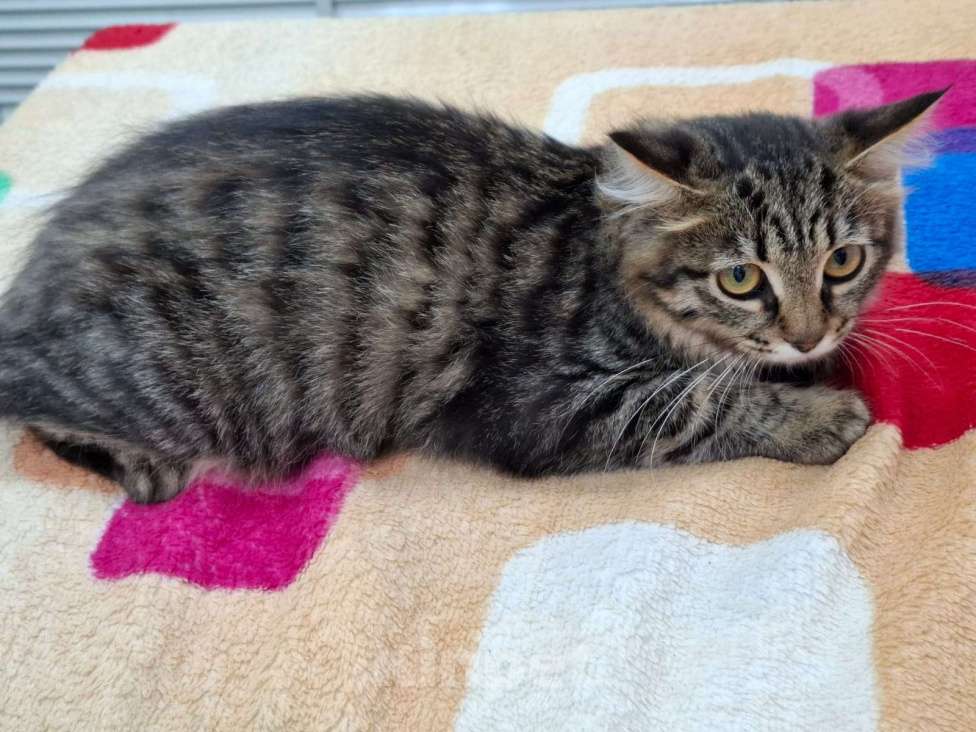 Кошки в Москве: Красивая пушистая девочка котенок Фрейя Девочка, Бесплатно - фото 4