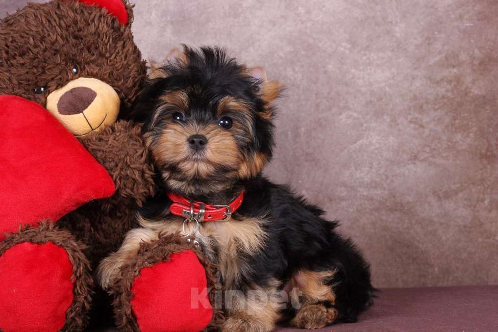 Собаки в Москве: Йоркширский породный красавчик Ютубик 🥰 РКФ Мальчик, 45 000 руб. - фото 8